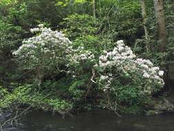 Image of mountain laurel