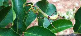 Image of Stagmatoptera reimoseri Beier 1929