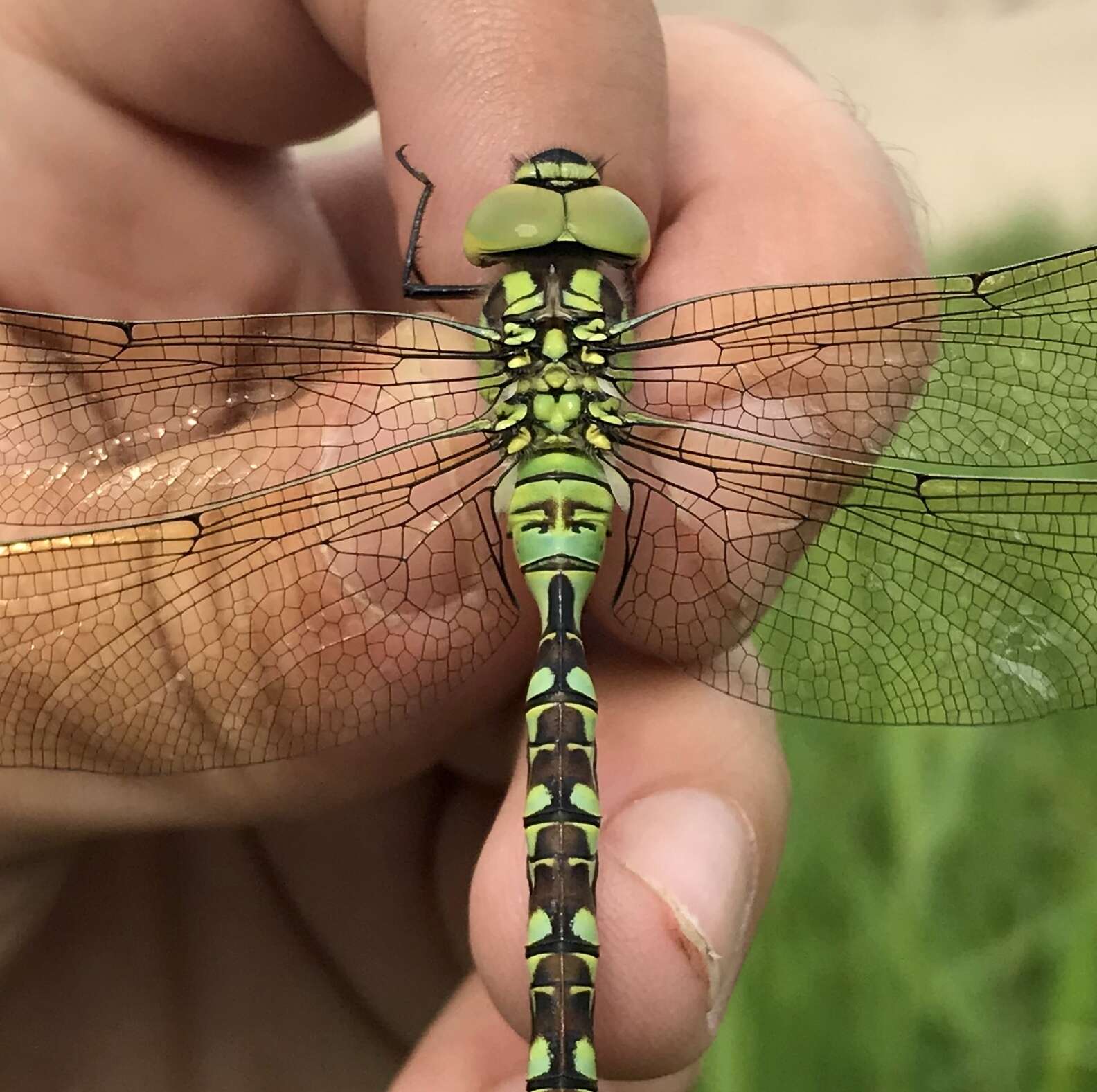 Image of Green Hawker