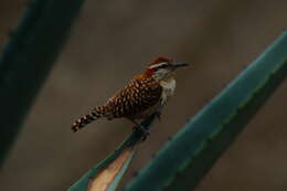 Image of Veracruz Wren