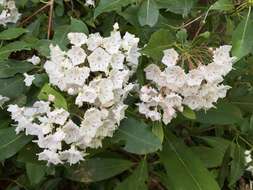 Image of mountain laurel