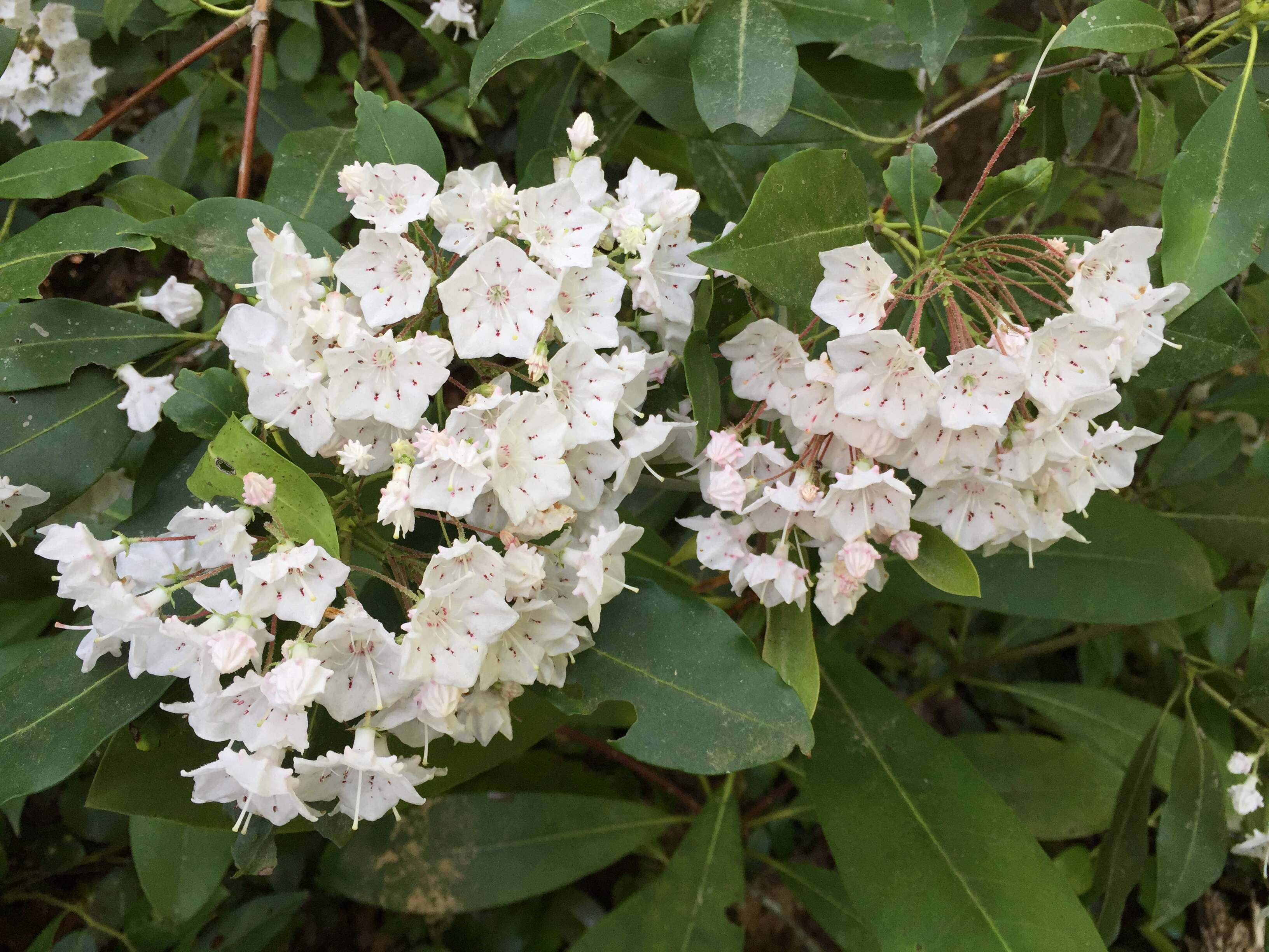 Image of mountain laurel