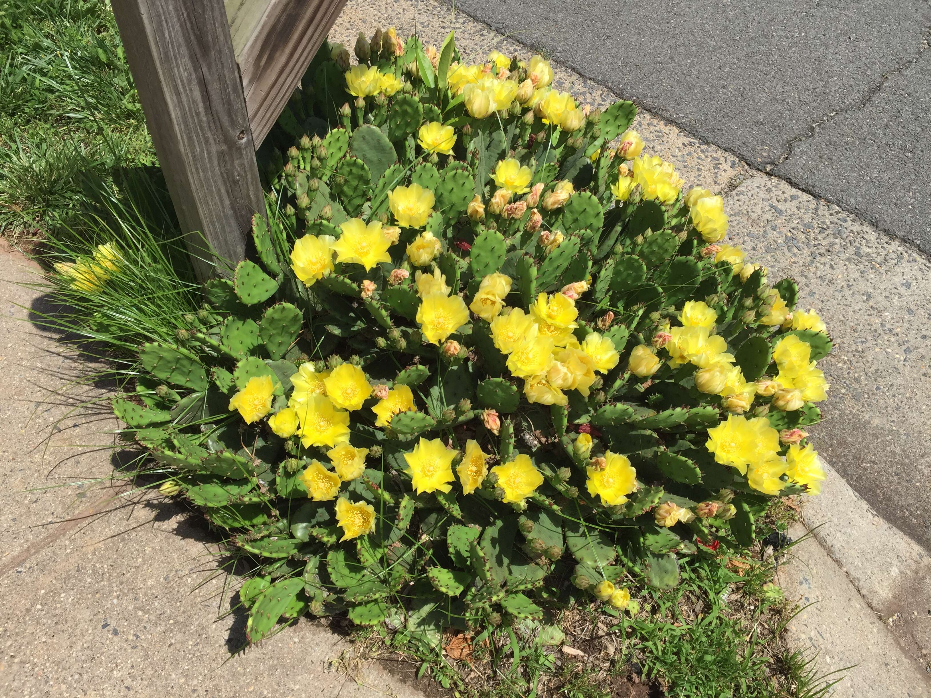 Image of Eastern Prickly Pear