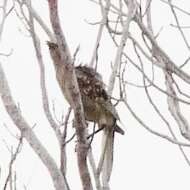 Image of Great Bowerbird