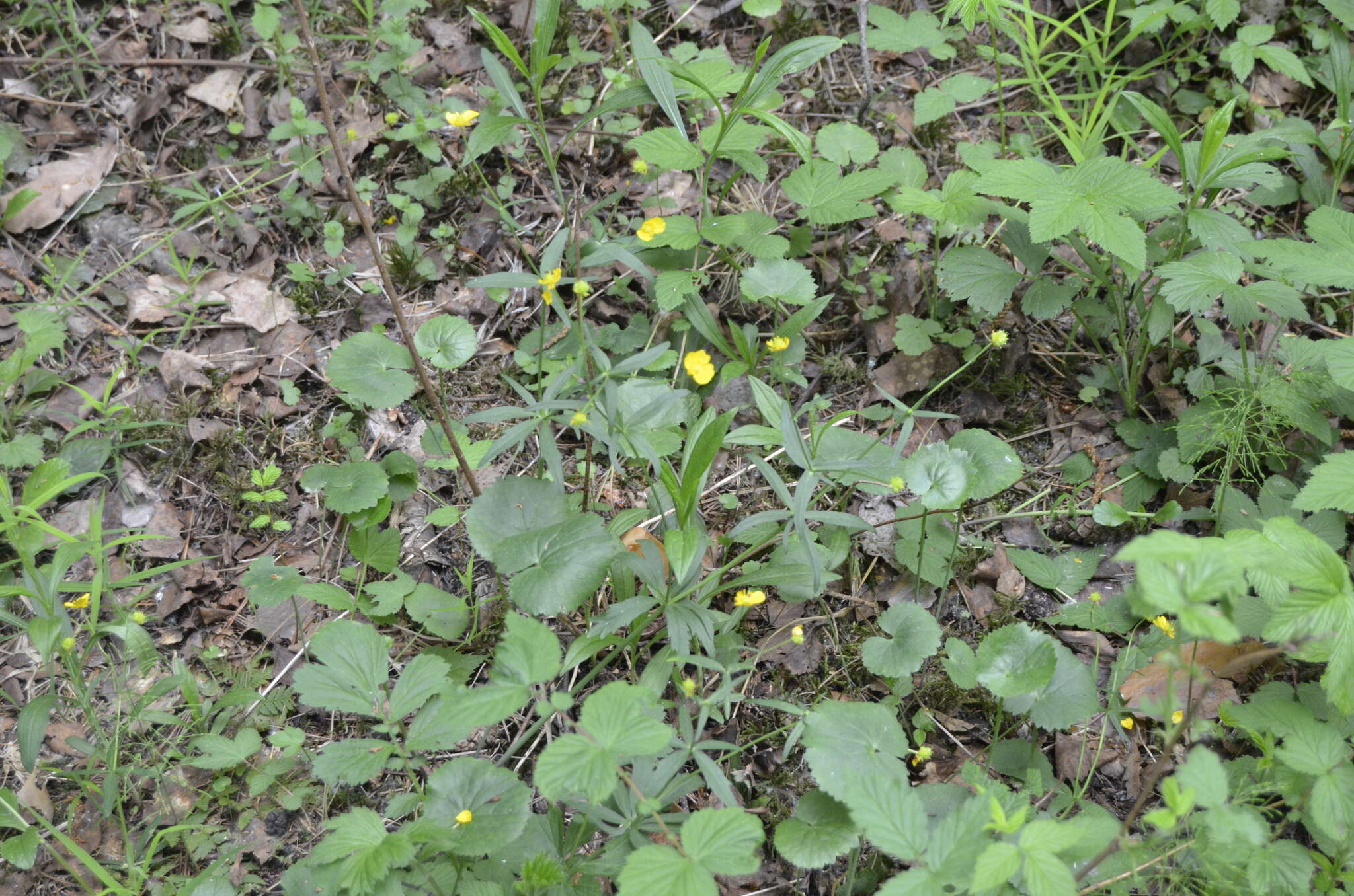 Image de Ranunculus cassubicus L.