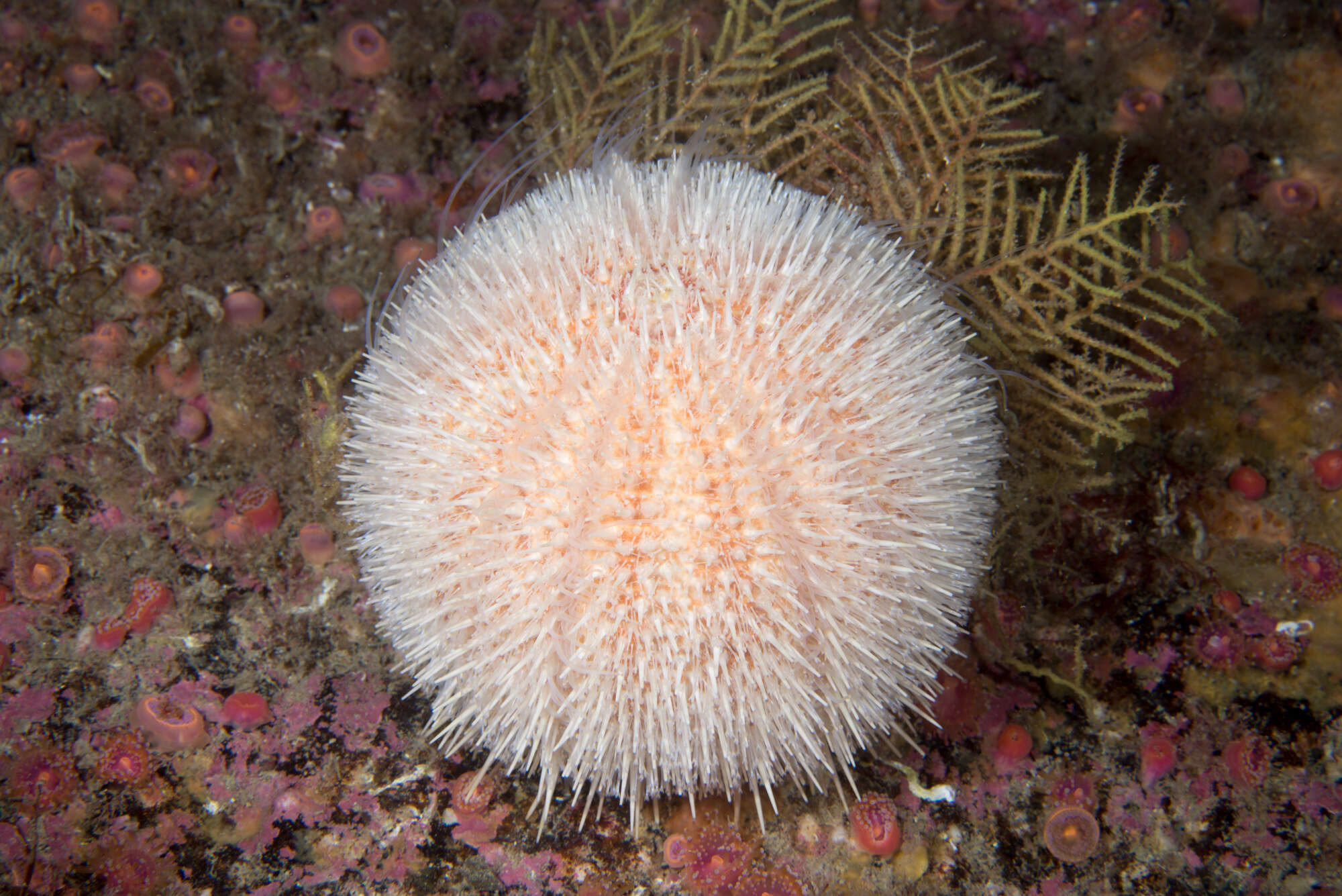 Image of Edible sea urchin