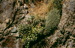 Euphorbia officinarum L. resmi