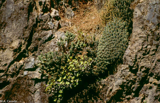 Image of Euphorbia officinarum L.