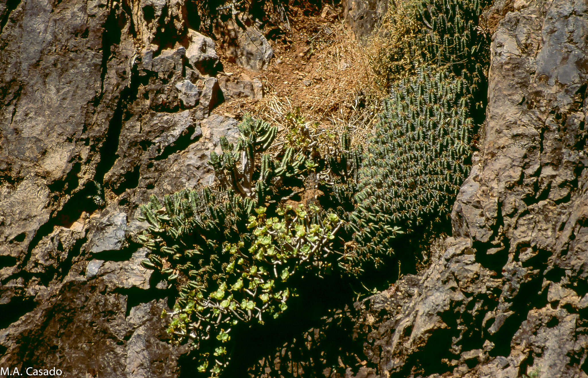 Euphorbia officinarum L. resmi