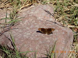 Image of Junonia nigrosuffusa Barnes & McDunnough 1916