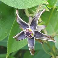 Image of Gonolobus stenanthus (Standl.) R. E. Woodson