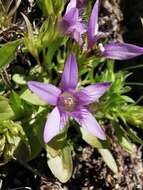 Image of Gentianella ramosa (Hegetschw.) J. Holub