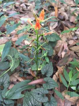 Image of Lily-leaf Orchid