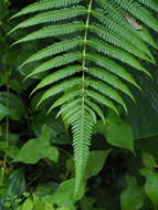 Image of Glaphyropteridopsis erubescens (Wall. ex Hook.) Ching