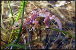 Image of Genetzter Krallengecko