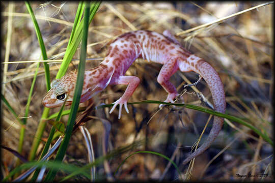 Image of Genetzter Krallengecko