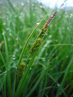 Image of Tufted Sedge