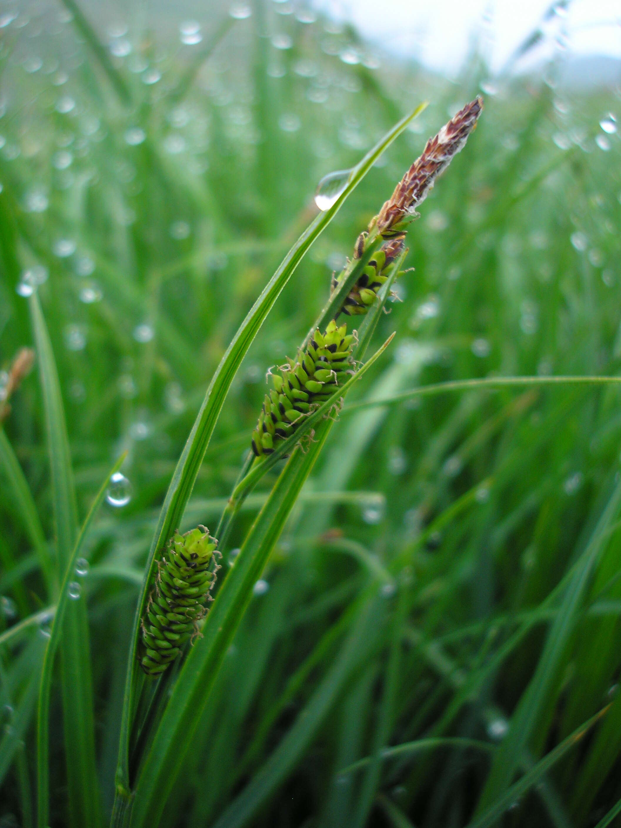 Image of Tufted Sedge