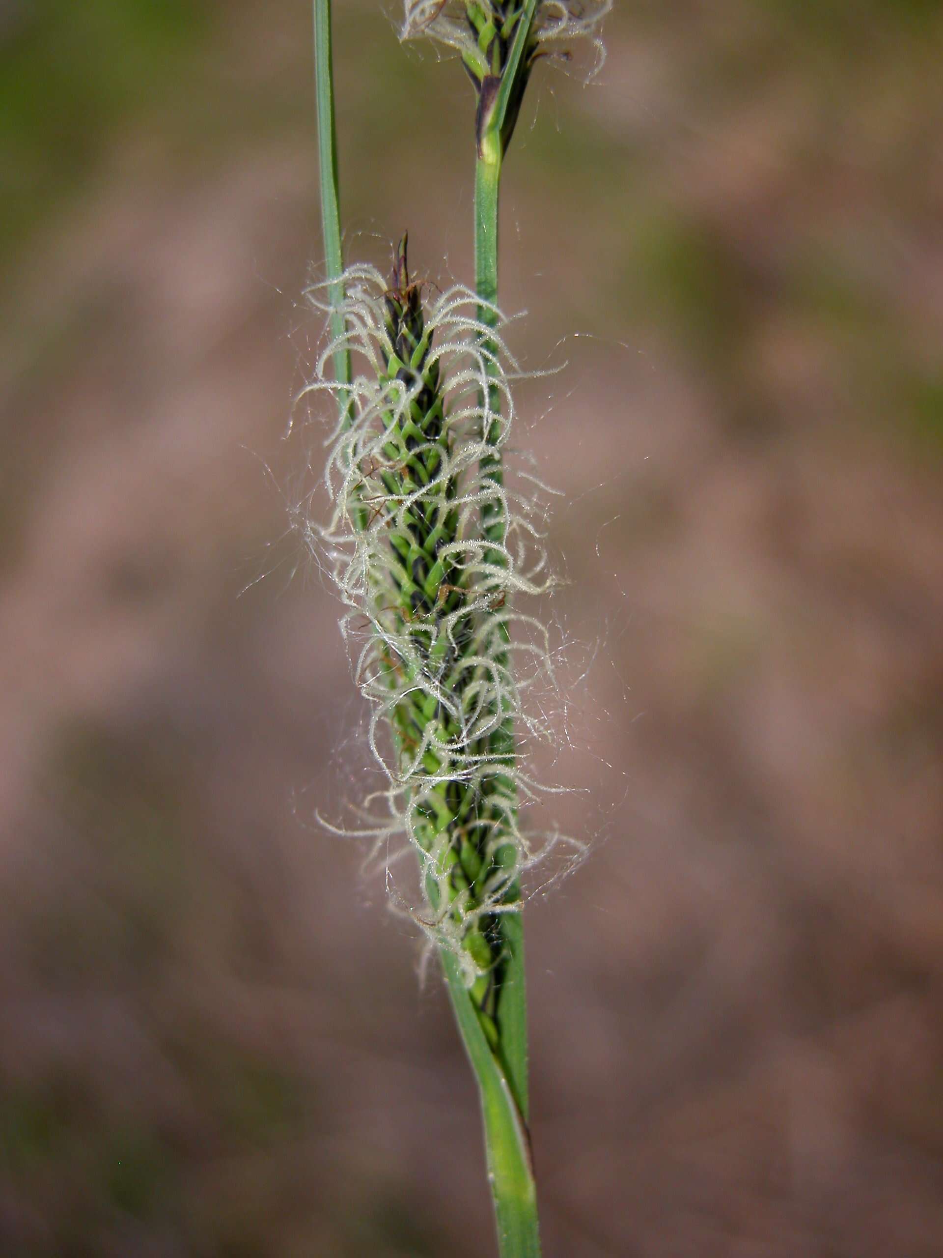 Image of Tufted Sedge