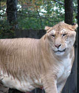 Image of Panthera leo × Panthera tigris
