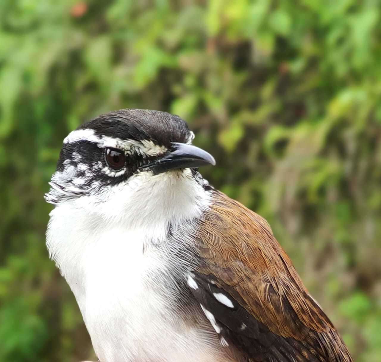 Image of White-breasted Wood Wren