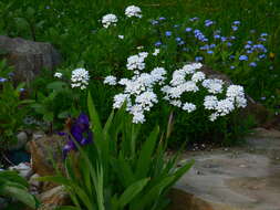 Plancia ëd Iberis sempervirens L.