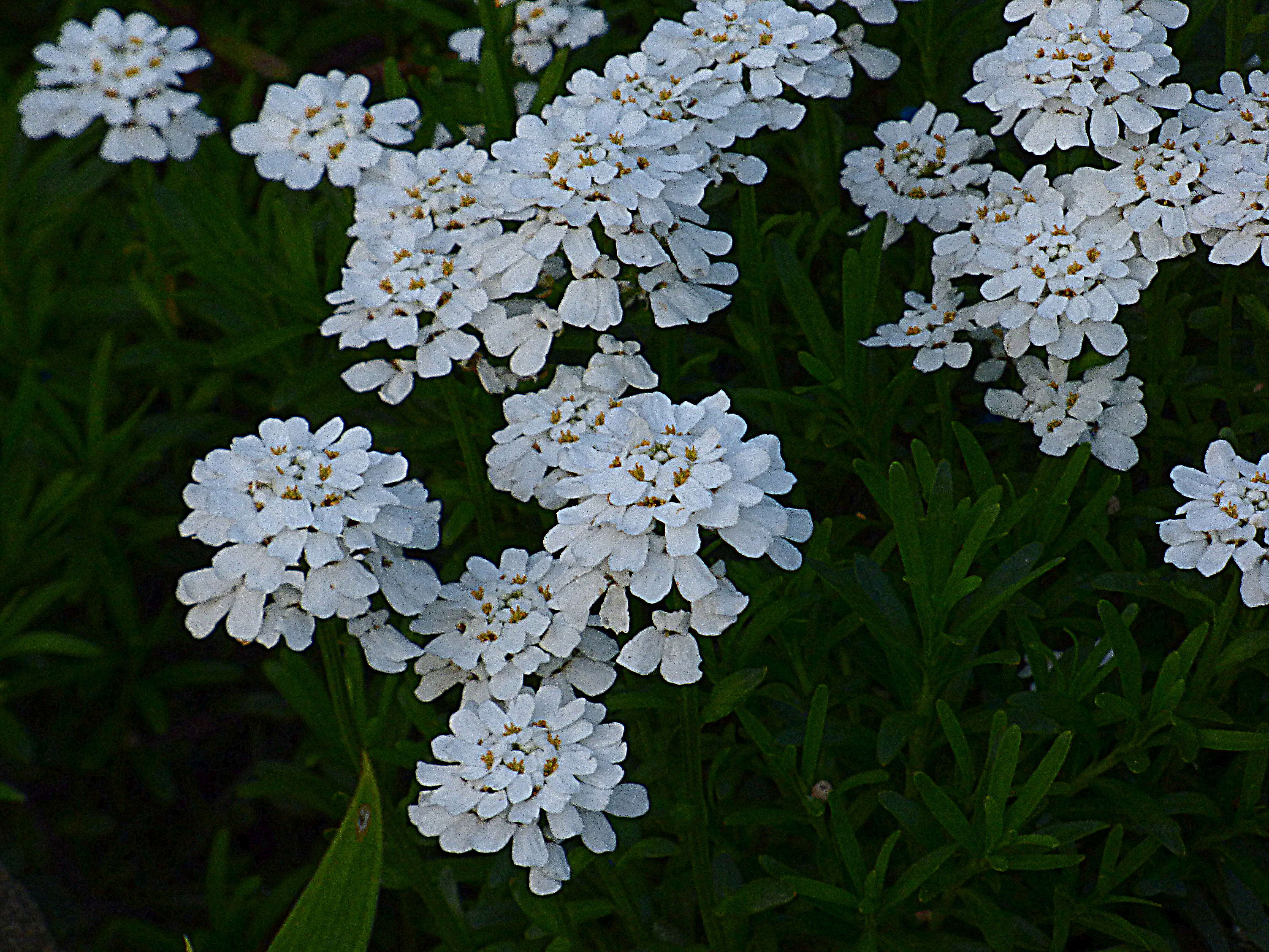 Plancia ëd Iberis sempervirens L.