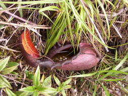 Image of Giant Malaysian Pitcher Plant