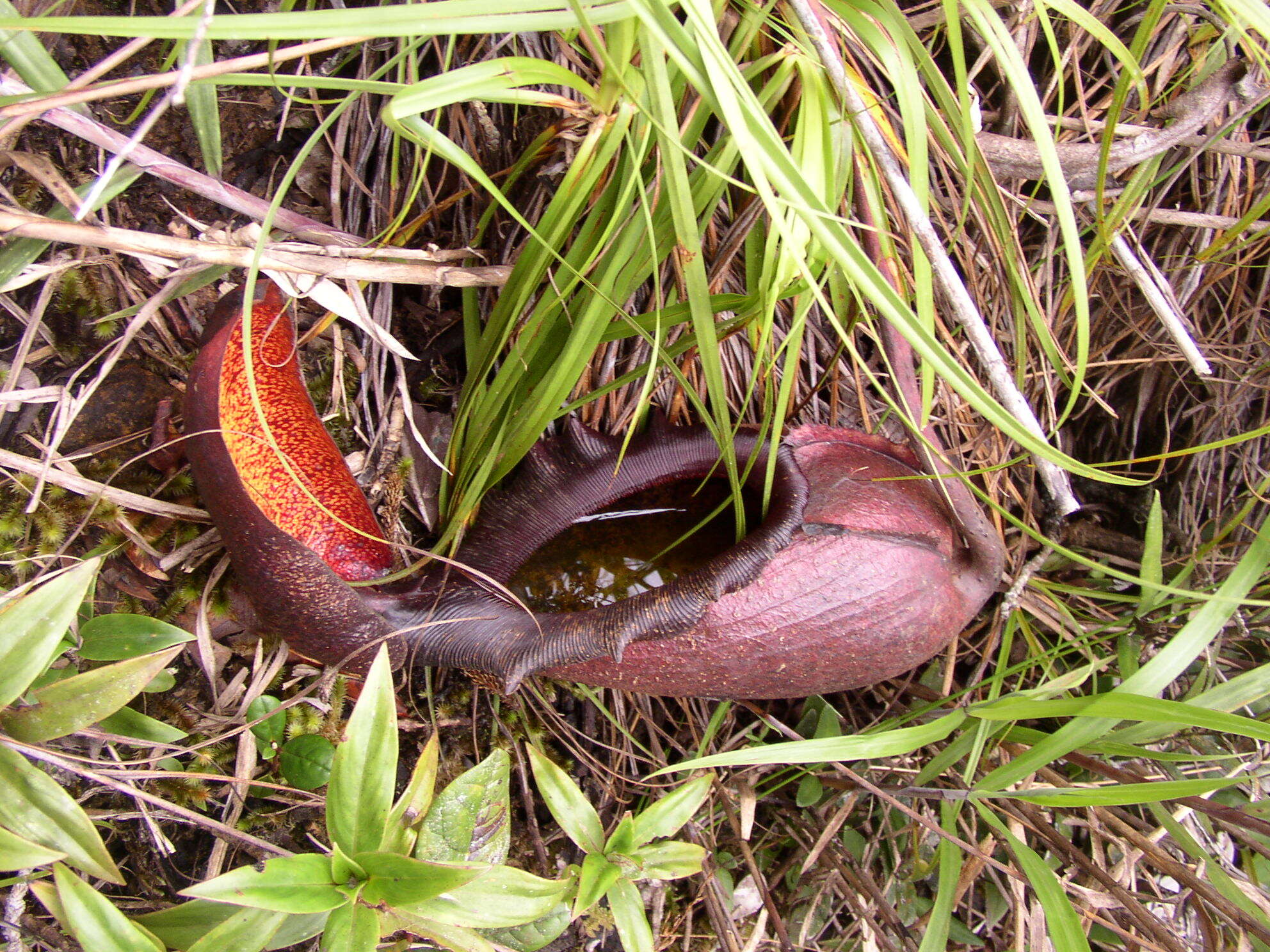 Image of Giant Malaysian Pitcher Plant