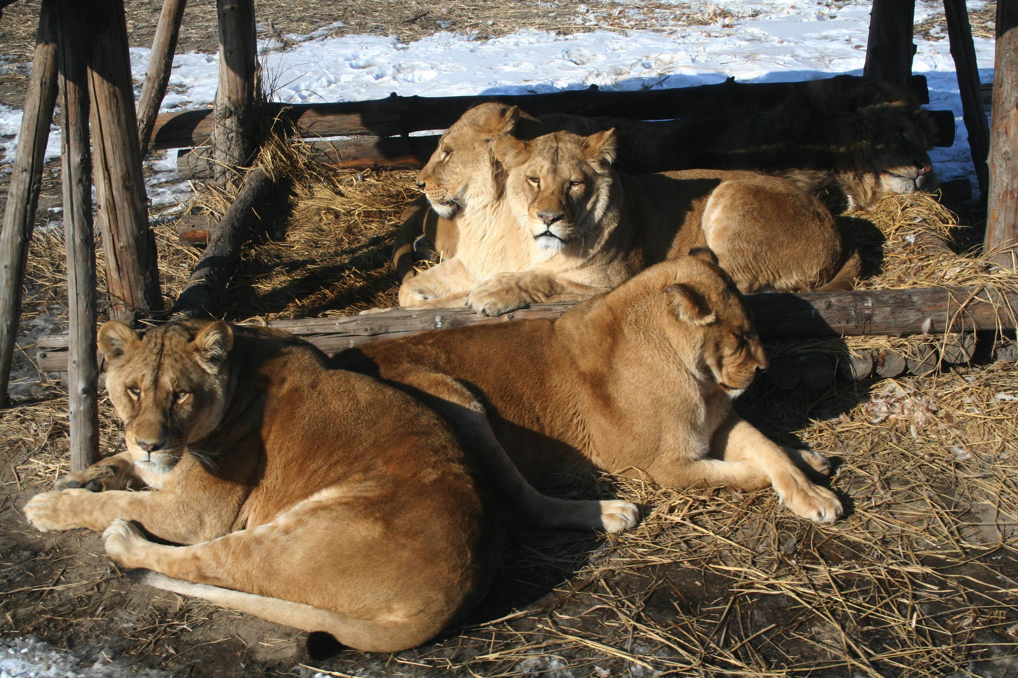 Image of Panthera leo × Panthera tigris