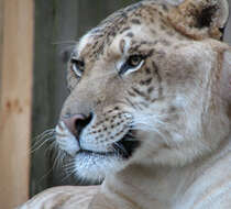 Image of Panthera leo × Panthera tigris