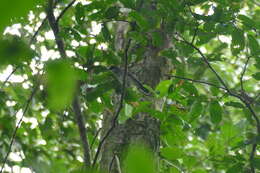 Image of African Forest Flycatcher