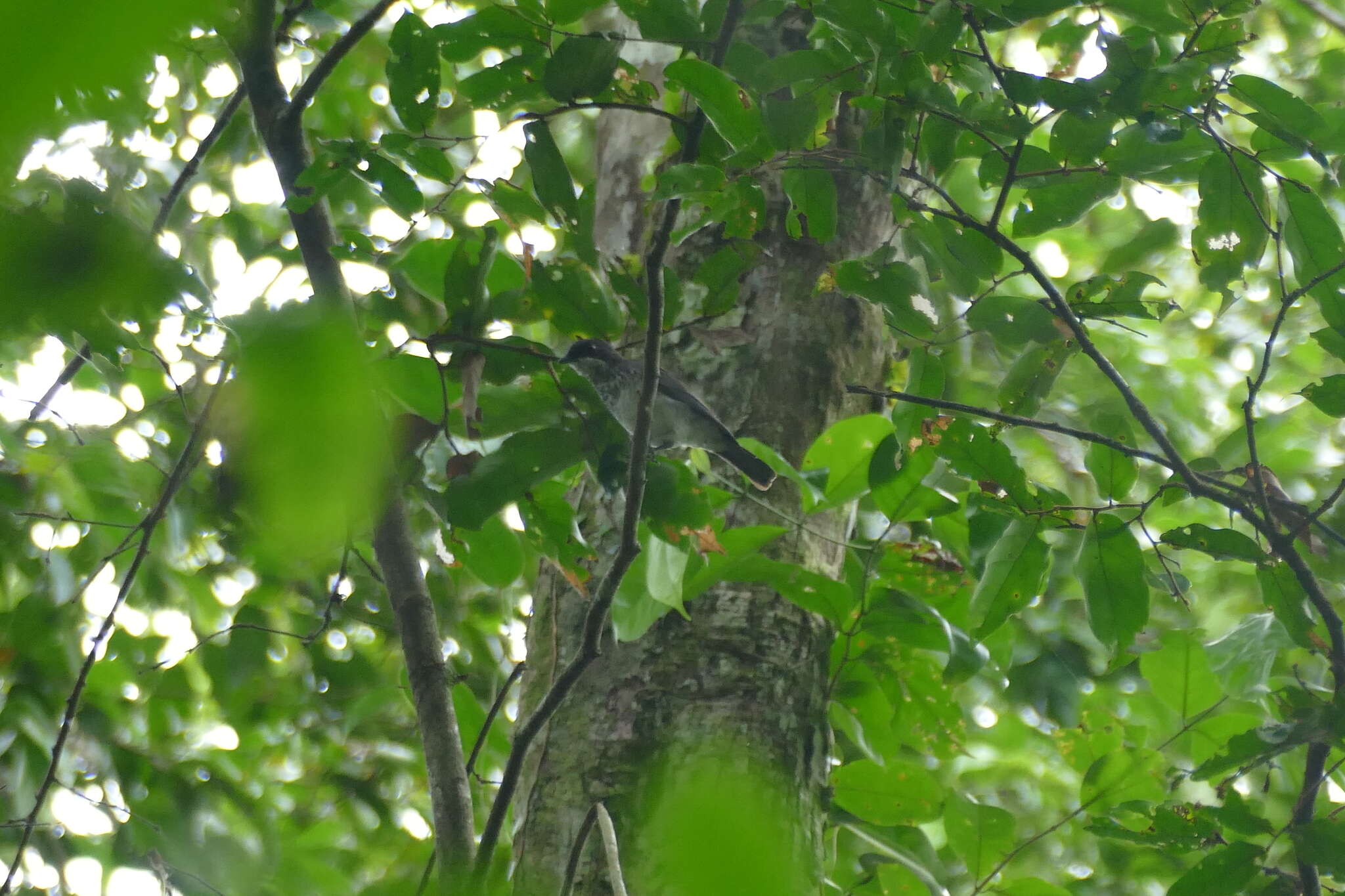 Plancia ëd Fraseria ocreata (Strickland 1844)