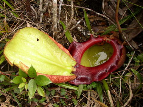 Image of Giant Malaysian Pitcher Plant