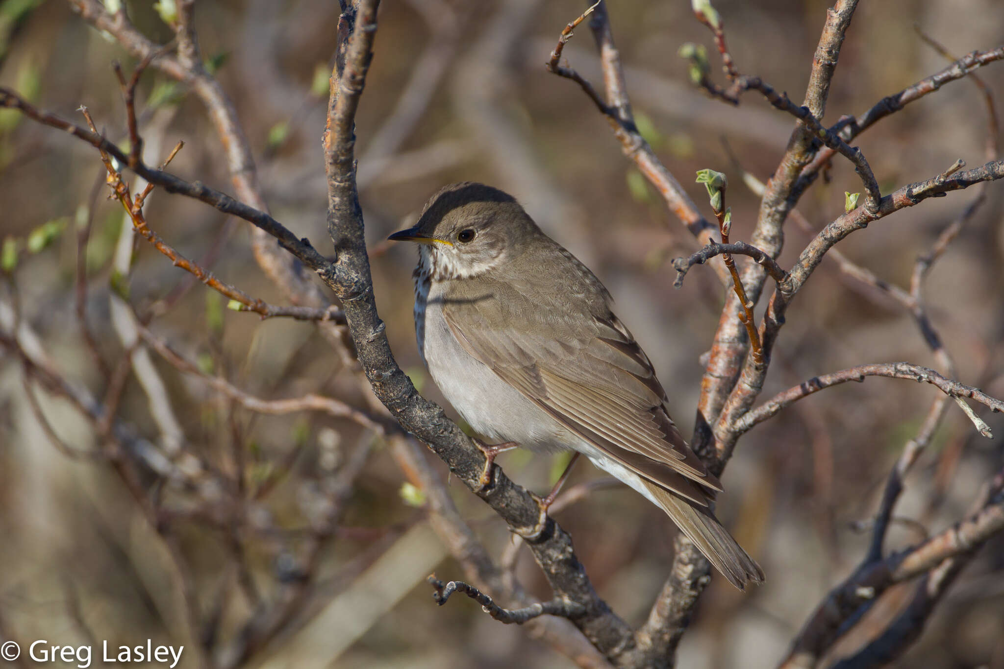 Image of Gray-cheeked Thrush