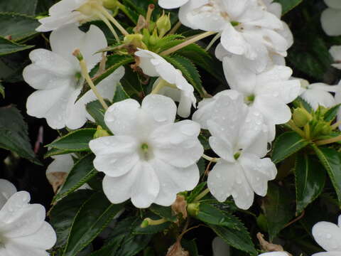 Image of Impatiens hawkeri W. Bull