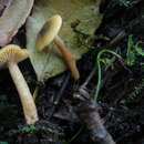 Image of Lactarius obscuratus (Lasch) Fr. 1838