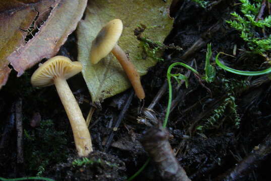 Слика од Lactarius obscuratus (Lasch) Fr. 1838