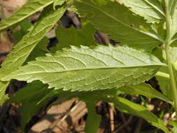 Image of White Elderberry