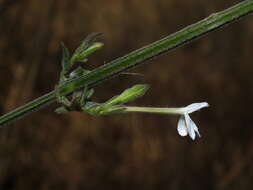 Image of Rhinacanthus latilabiatus (K. Balkwill) I. Darbysh.