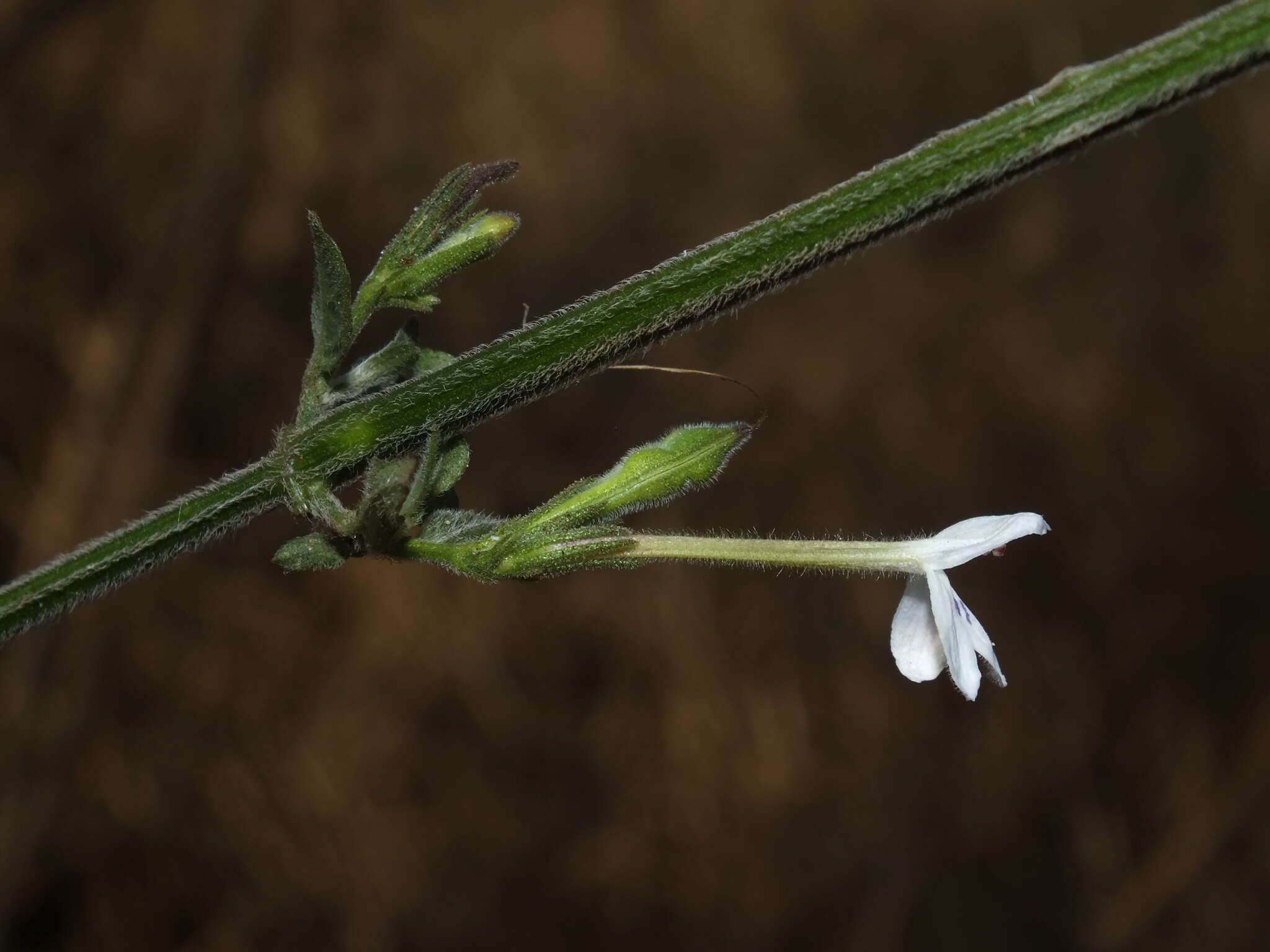 Rhinacanthus latilabiatus (K. Balkwill) I. Darbysh. resmi