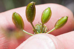 Image of butte desertparsley