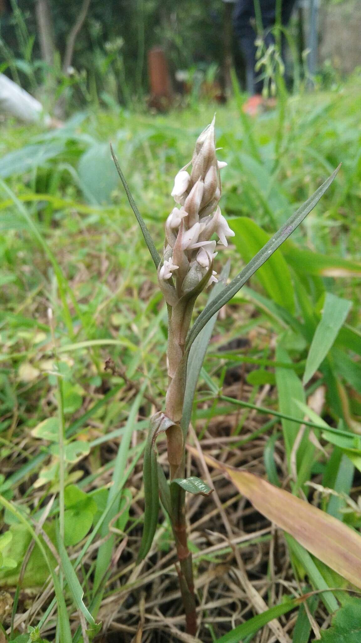 Image of Lawn orchid