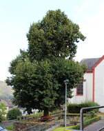 Image of Basswood