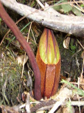 Image of Giant Malaysian Pitcher Plant