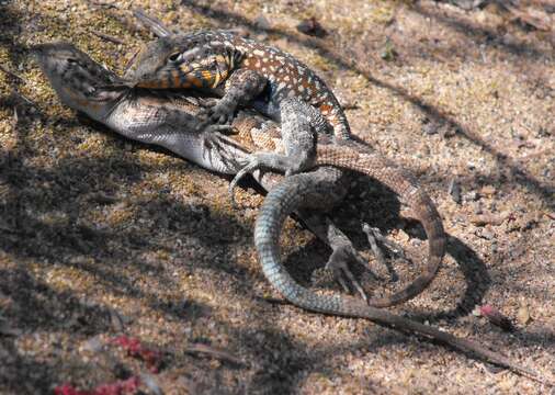 Image of common side-blotched lizard