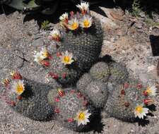 Image of globe cactus