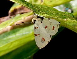 Image of Anteros cruentatus Stichel 1911