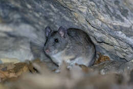 Image of Allegheny Woodrat