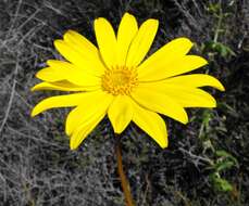 Image de Coreopsis maritima (Nutt.) Hook. fil.